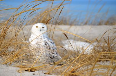 Portrait of a snowy owl