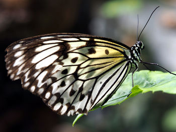 Close-up of butterfly on flower