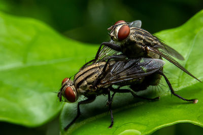 Close-up of fly on leaf