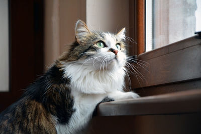 Closeup of a cute tabby domestic cat with sitting next to a window and staring at something outside