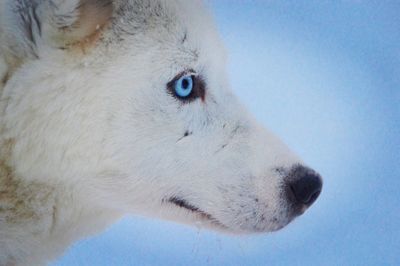 Close-up of a dog looking away