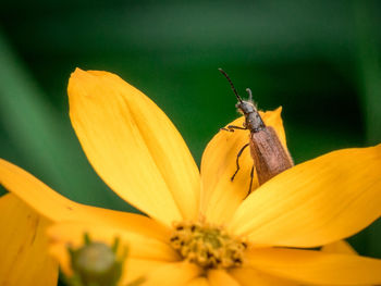 Close-up of butterfly pollinating on yellow flower