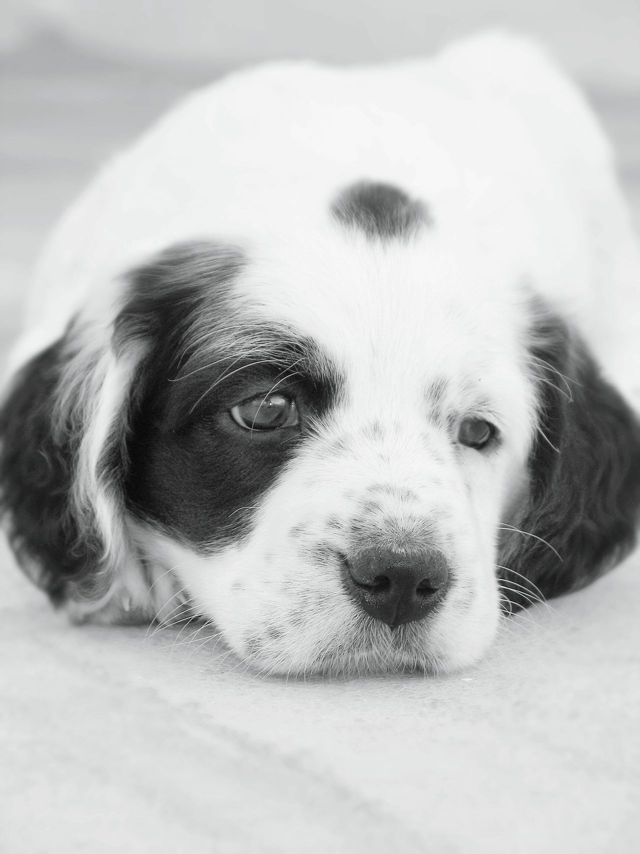 B&w puppy