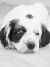 Close-up portrait of a dog