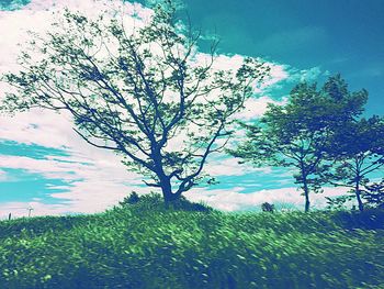 Trees on landscape against sky