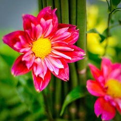 Close-up of pink flower