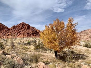 Plants growing on land against sky during autumn.  red rock canyon, nevada 