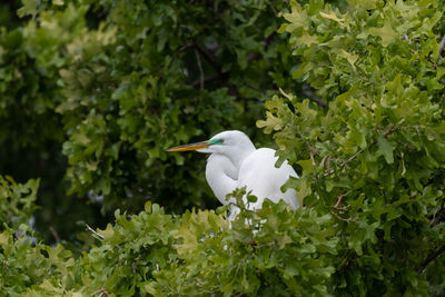 Close-up of white bird perching on tree