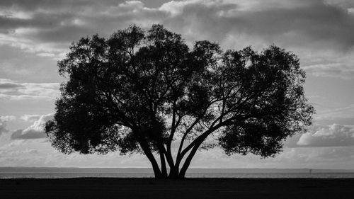 Trees on landscape against sky