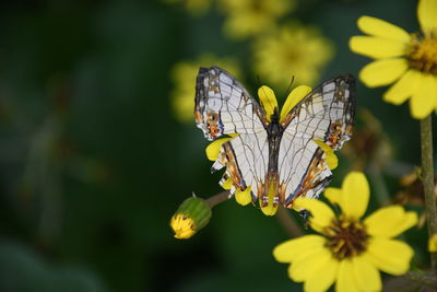 Close-up of butterfly pollinating on yellow flower