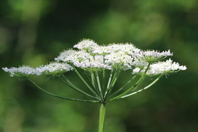 Close-up of white flowering plant