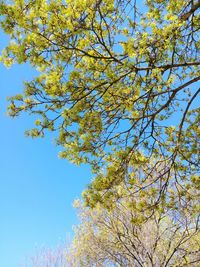 Low angle view of flowering tree against blue sky