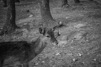 Deer in a forest