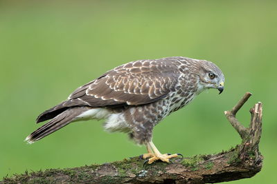 Close-up of bird perching on branch