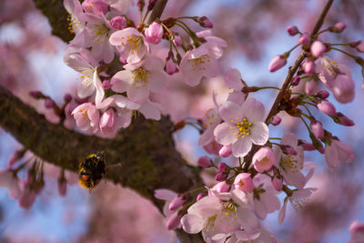 Low angle view of bee hovering on cherry blossom