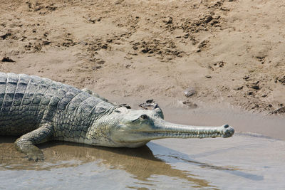 View of turtle on beach