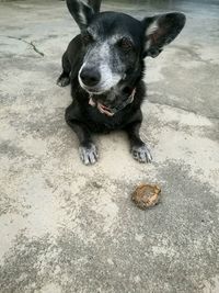 Dog on footpath