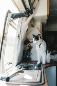 Adorable white cat with black spots in collar sitting near gas cooker and window on camper van on sunny day