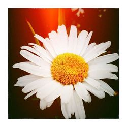 Close-up of white daisy blooming outdoors