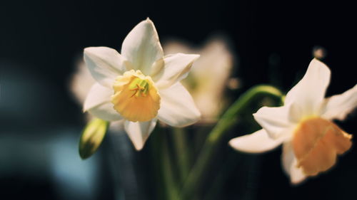 Close-up of white daffodil flowers against black background