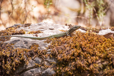 Close-up of lizard on rock