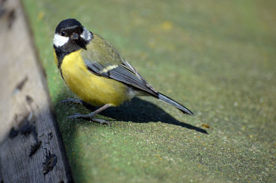 Close-up of bird perching on yellow outdoors