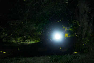 Trees on field at night