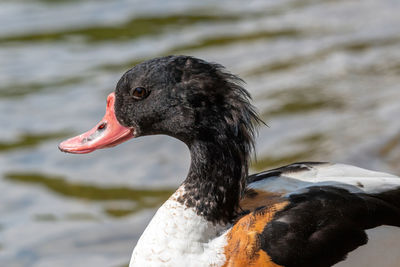 Close-up of a bird