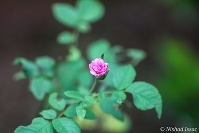 Close-up of pink flowering plant