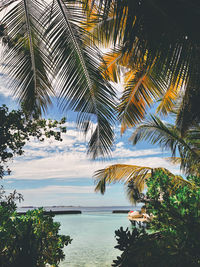 Palm trees by swimming pool against sky