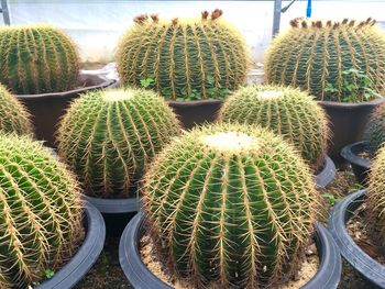 Close-up of cactus growing on field