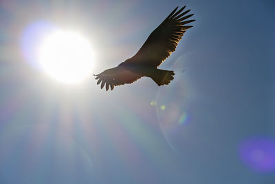 Low angle view of birds flying in sky