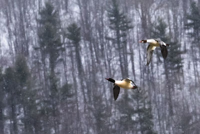 Ducks in a forest