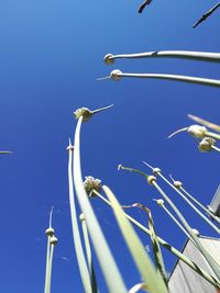 Low angle view of flower against blue sky