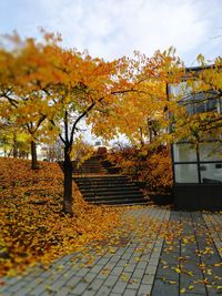 Close-up of yellow maple tree during autumn