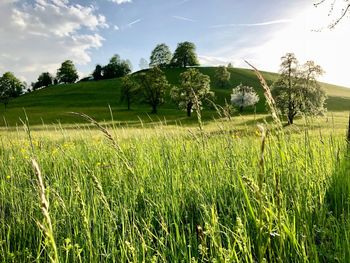 Scenic view of agricultural field against sky