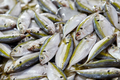 Close-up yellow-stripe scad fish on seafood market