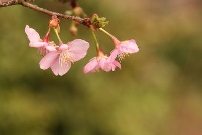 Cherry blossoms blooming outdoors