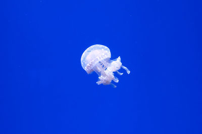 Close-up of jellyfish against blue background