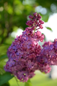 Close-up of pink flowering plant