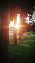 Sun shining through trees