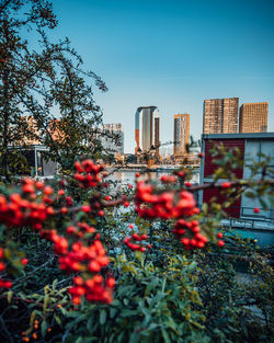 Red flowering plants by buildings against sky