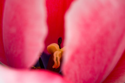 Extreme close-up of pink flower petal