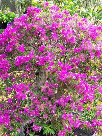 Close-up of pink flowers in park