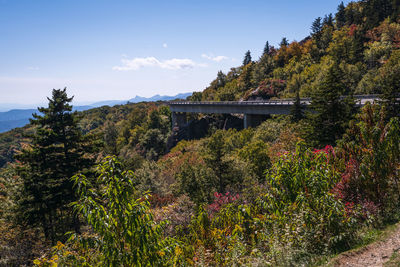 Plants and trees by mountain against sky