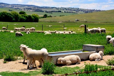 Sheep in a field