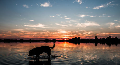 Silhouette horse in water against sky during sunset