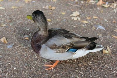 High angle view of mallard duck