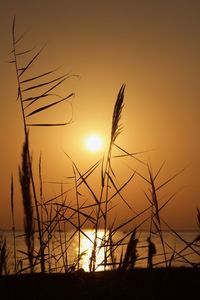 Silhouette of stalks against sunset sky