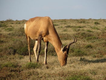 Horse in a field